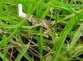 2009-0612-Frog-1405-18,6C